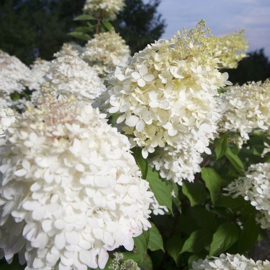 Гортензия метельчатая Фантом